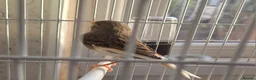 Canaries birds for sale: 1 Hen canary  - Advert 2