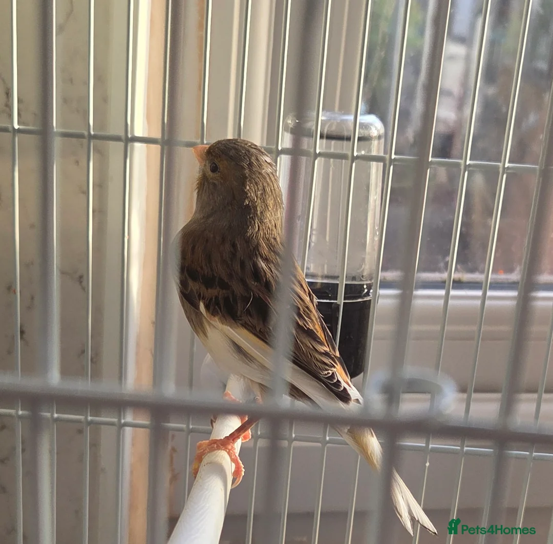 Canaries birds for sale: 1 Hen canary  - Advert 2