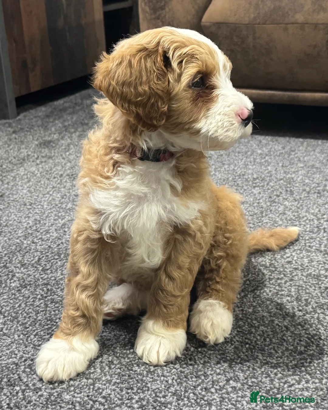 Australian Labradoodle dogs for sale: Multi-Gen Australian Labradoodle Puppies - Advert 7