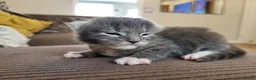 Maine Coon cats for sale: Beautiful Maine Coon Kittens – Ready at 11 Weeks!  in Truro - Advert 7