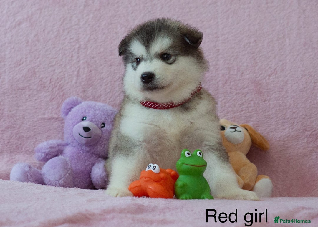 Alaskan Malamute dogs for sale: 🌟Beautiful pure malamutes💯 - Image 5