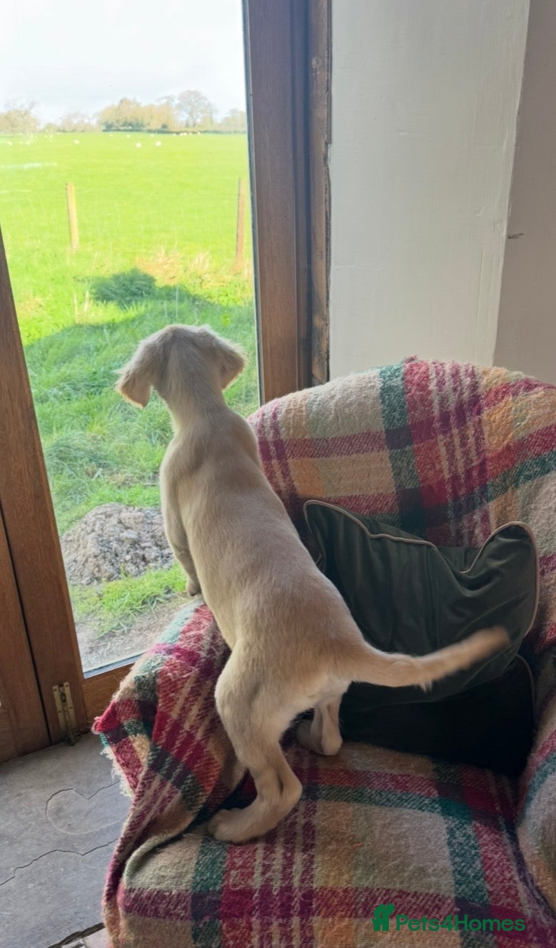 Golden Retriever dogs Health checked vaccinated Puppies - Advert 2