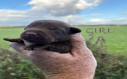 Patterdale Terrier dogs for sale: #Sold# Quality Patterdale Terrier Pups - Image 10
