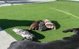 Dachshund dogs for sale: Dachshund puppies for sale  - Image 8