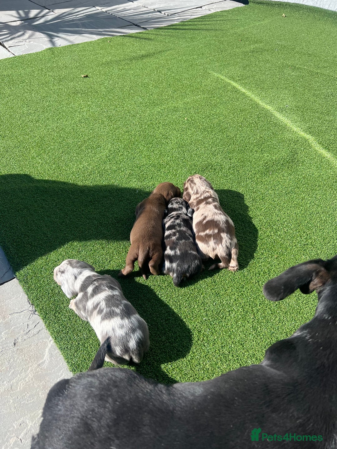 Dachshund dogs for sale: Dachshund puppies for sale  - Image 8