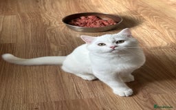 British Shorthair cats for sale: Gorgeous British Longhair & Shorthair Kittens - Image 30