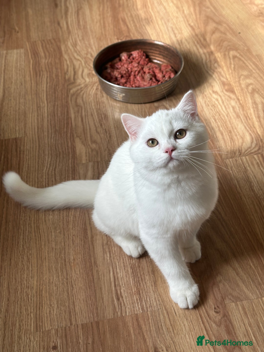 British Shorthair cats for sale: Gorgeous British Longhair & Shorthair Kittens - Image 30