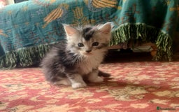 Maine Coon cats for sale: 2 MaineCoon boys - Image 15