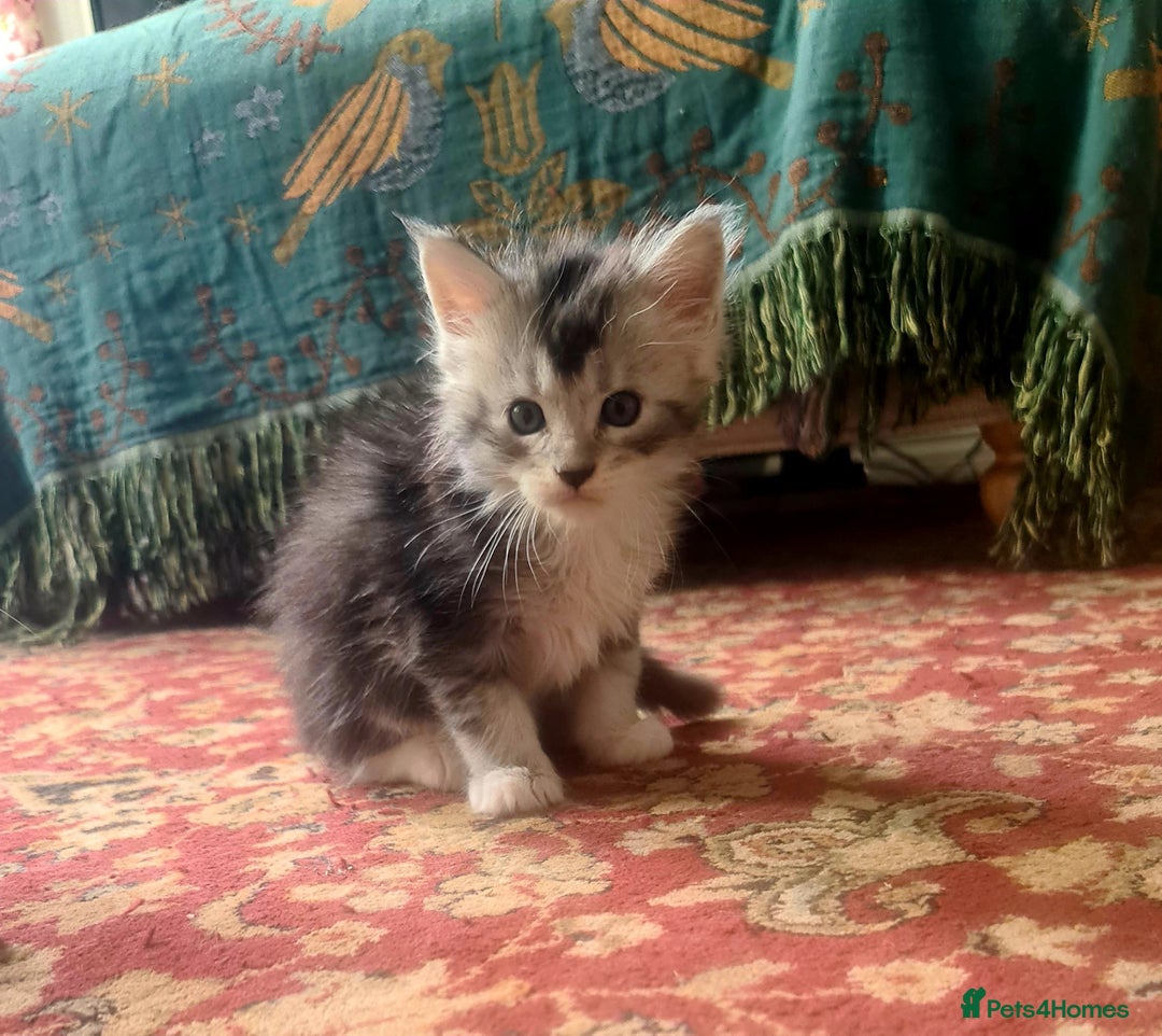 Maine Coon cats for sale: 2 MaineCoon boys - Image 15