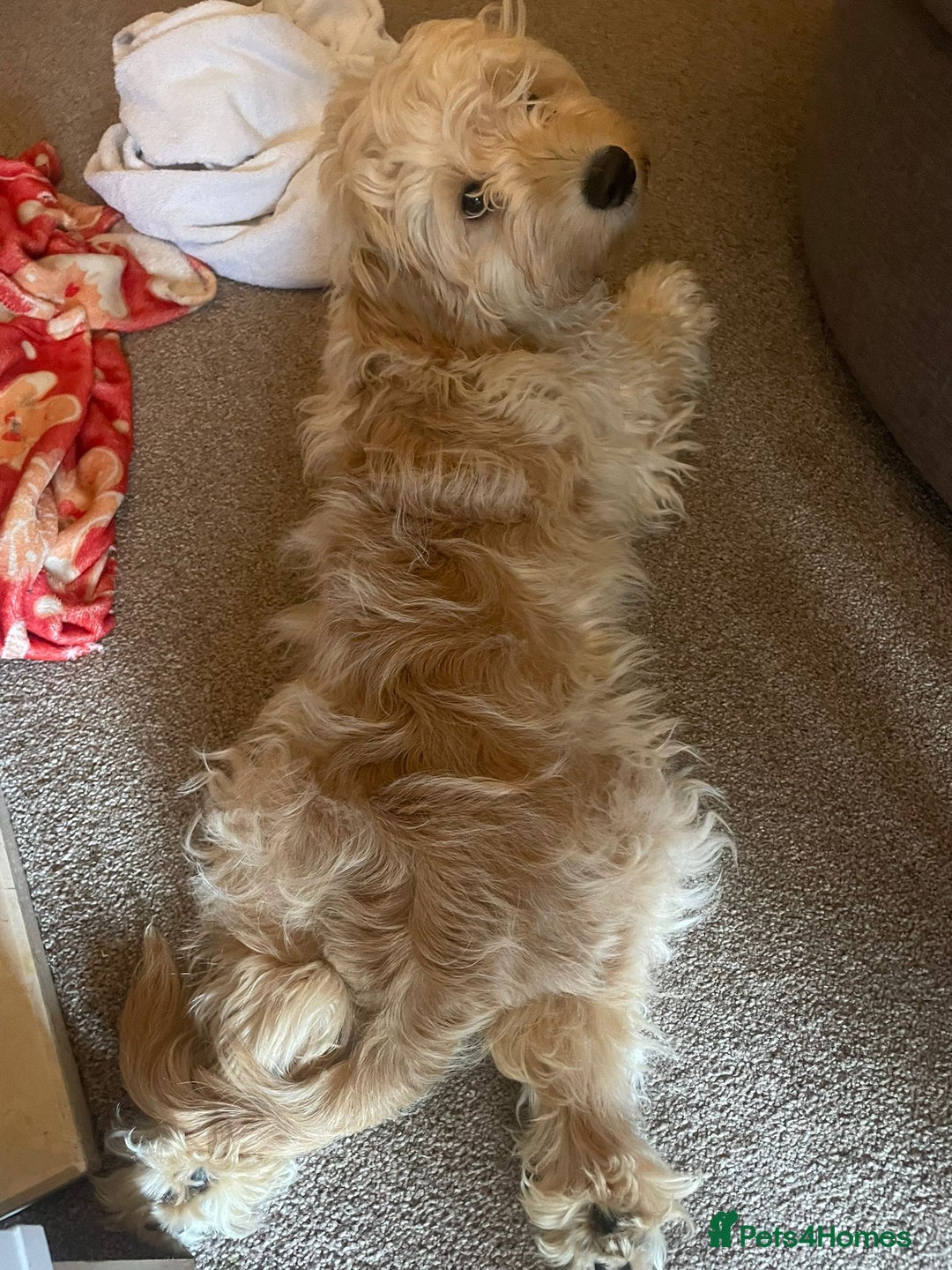 Sproodle dogs for sale: Male Toy Cockapoo 7 months old  - Advert 5