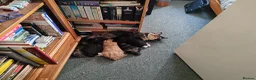 British Longhair cats for sale: Lovely kittens for sale in Bracknell - Advert 3