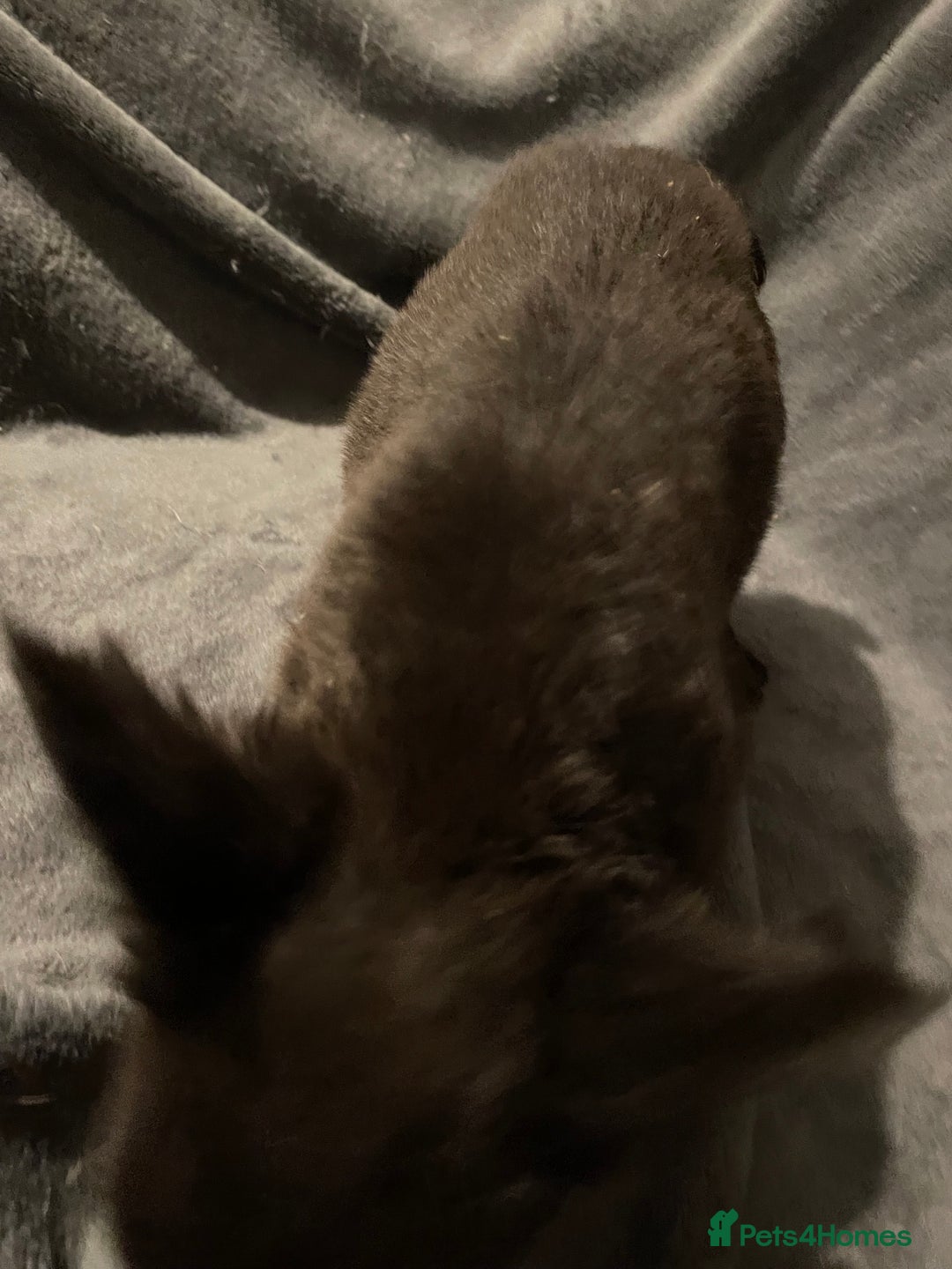 French Bulldog dogs for sale: Pedigree  French bulldogs ready to leave  - Image 9