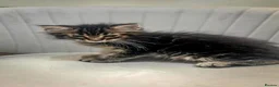 Maine Coon cats for sale: Gorgeous pure breed Mainecoon kittens ready now - Advert 9