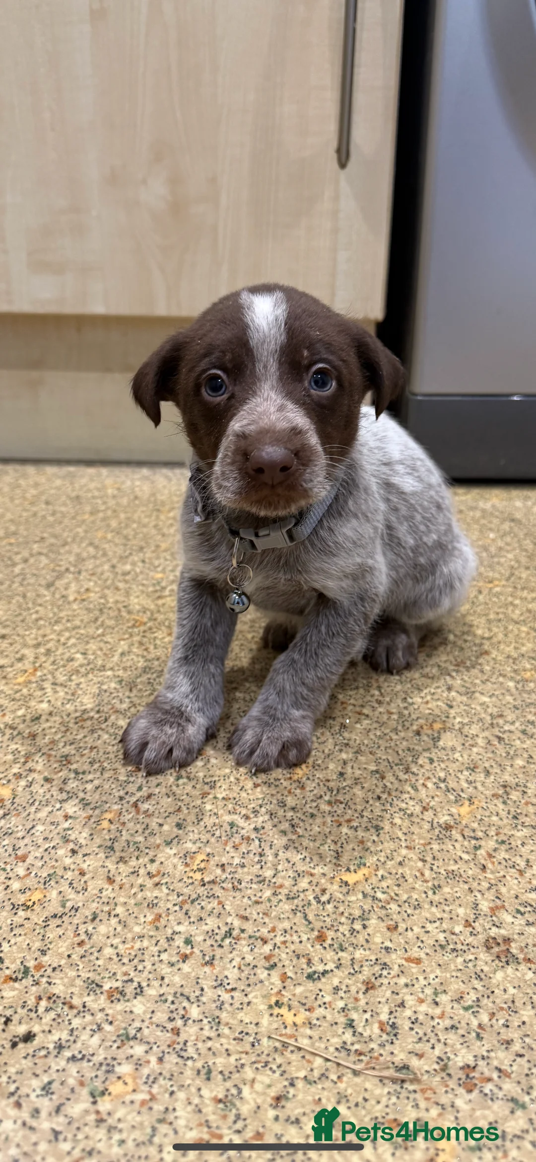Mixed Breed dogs for sale: 4 Stunning German Shorthaired Pointer X 🐶 - Advert 7