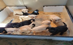 Labrador Retriever dogs for sale: Perfect Charming Litter Labrador Retriever Puppies - Image 3