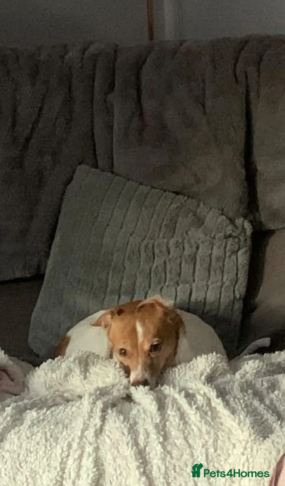 Mixed Breed dogs for adoption: URGENT FOSTER NEEDED: ❤️POPPY❤️Small 7 yo girl in Paignton - Advert 3