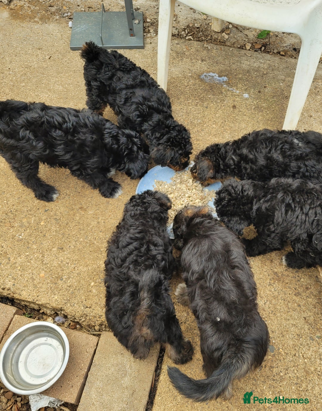 Mixed Breed dogs for sale: Fox Terrier × Australian Labradoodle Pups Sale - Image 21
