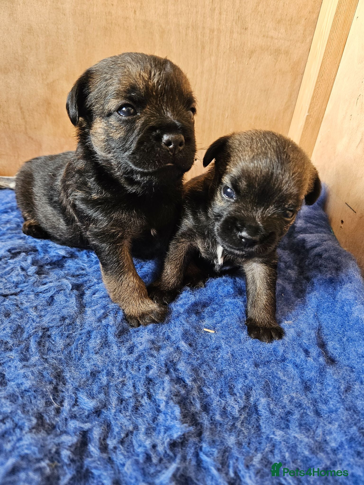 Border Terrier dogs Border terrier puppy's  - Advert 2