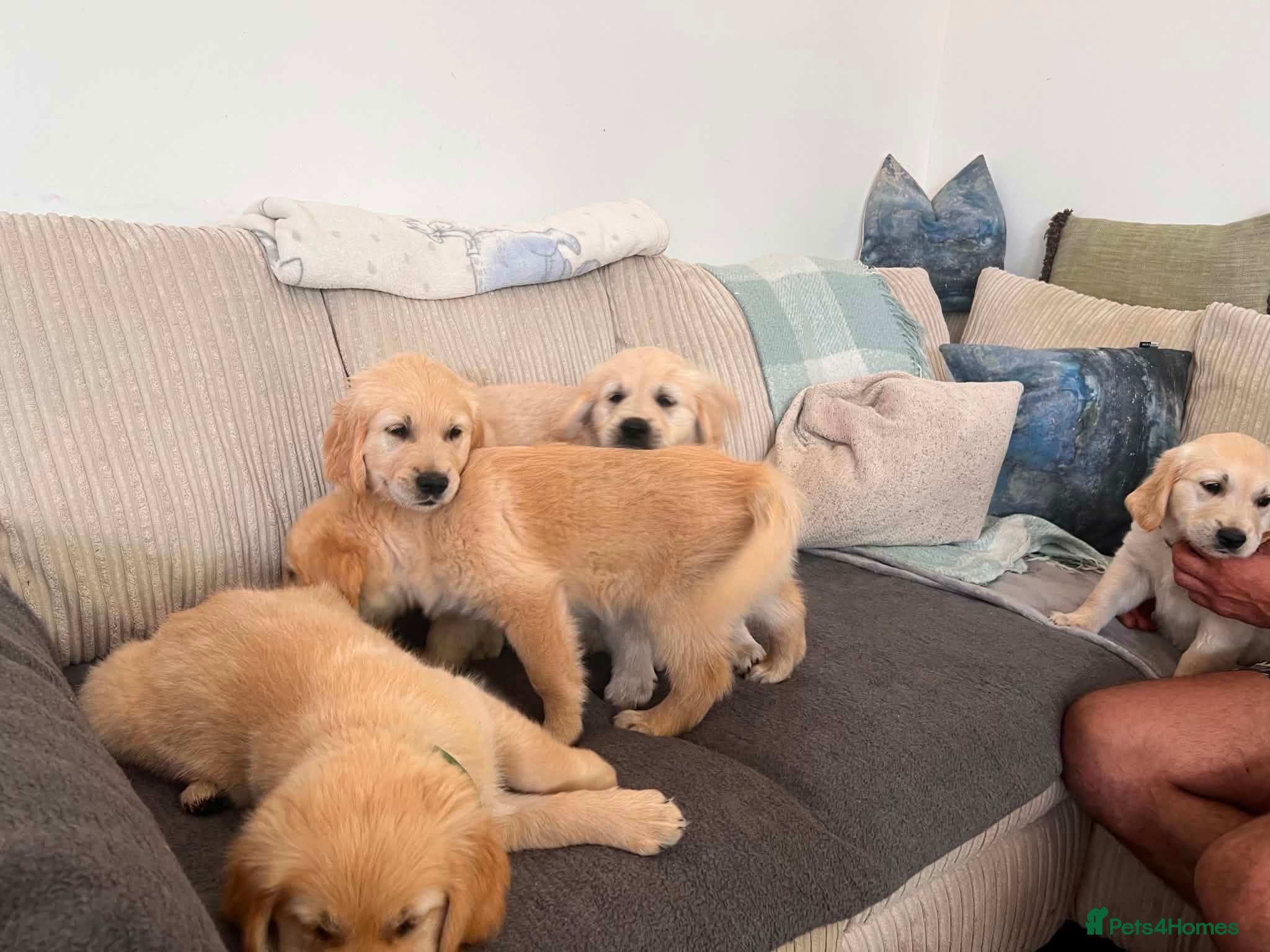 Golden Retriever dogs  kc registered Golden retriever pappys cornwall  - Advert 2