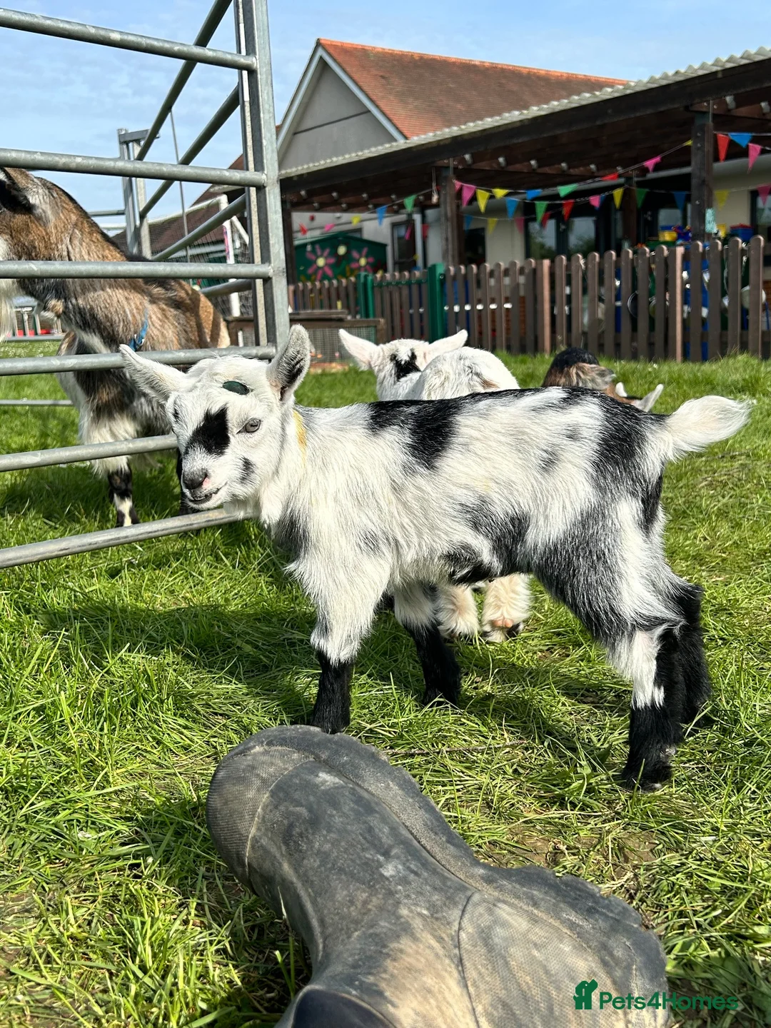 Goats livestock for sale: Female Pygmy Goat Kids - Advert 2