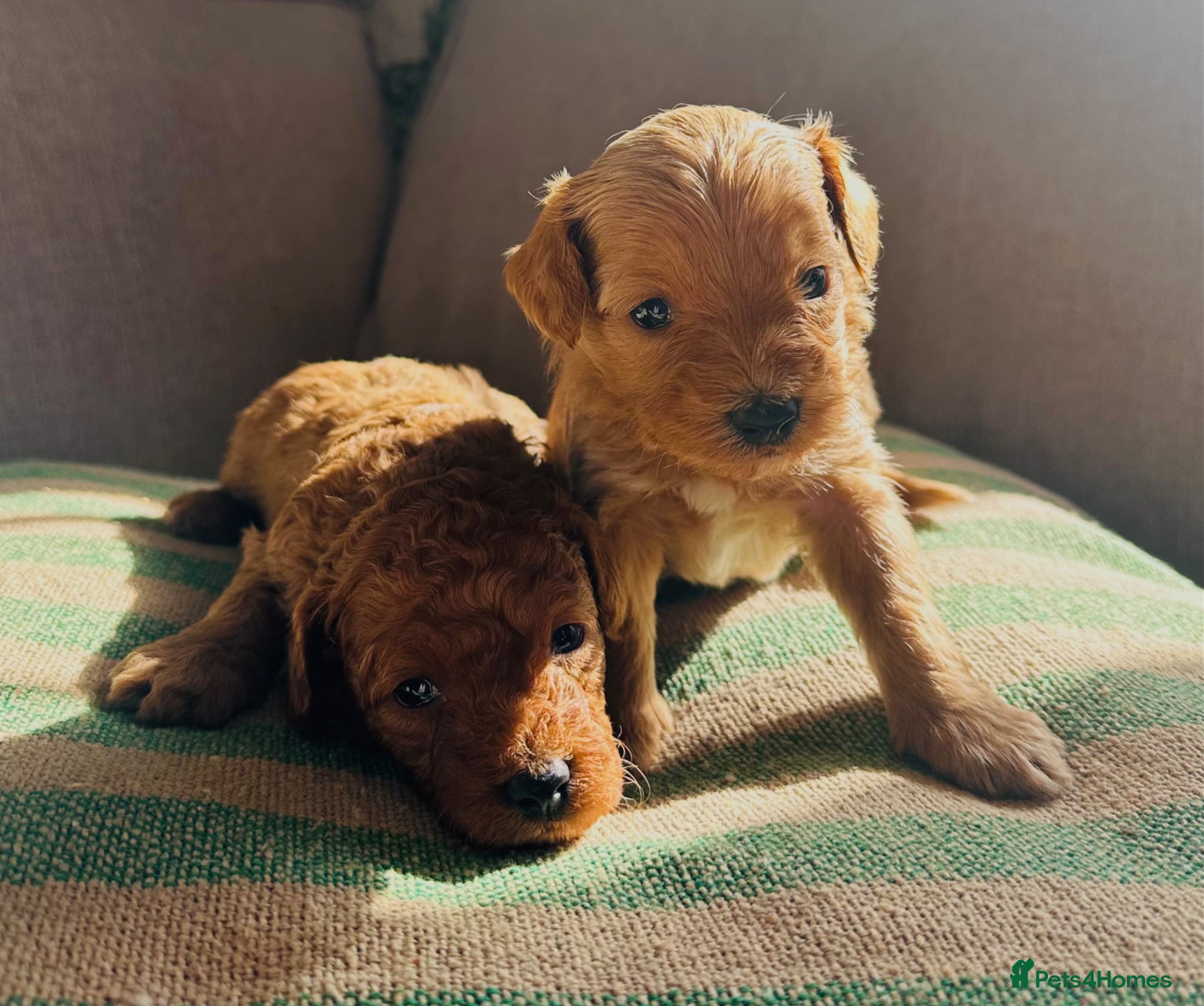 Maltipoo dogs MALTIPOO PUPPIES 5 STAR LICENSED BREEDER  - Advert 4