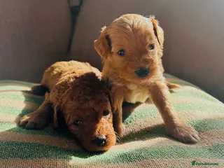 Maltipoo dogs MALTIPOO PUPPIES 5 STAR LICENSED BREEDER - Advert 7