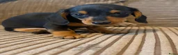 Miniature Dachshund dogs for sale: Mini dachshund males  - Advert 12