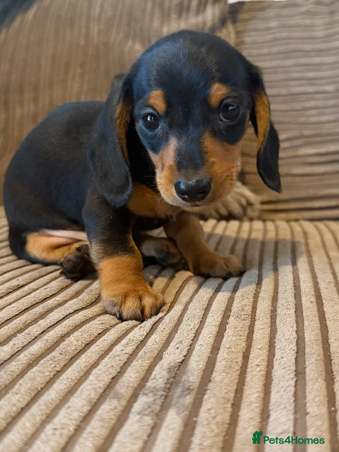 Miniature Dachshund dogs for sale: Mini dachshund males  - Advert 12