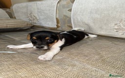 Jack Russell dogs for sale: Short legged jack Russel puppies - Image 8