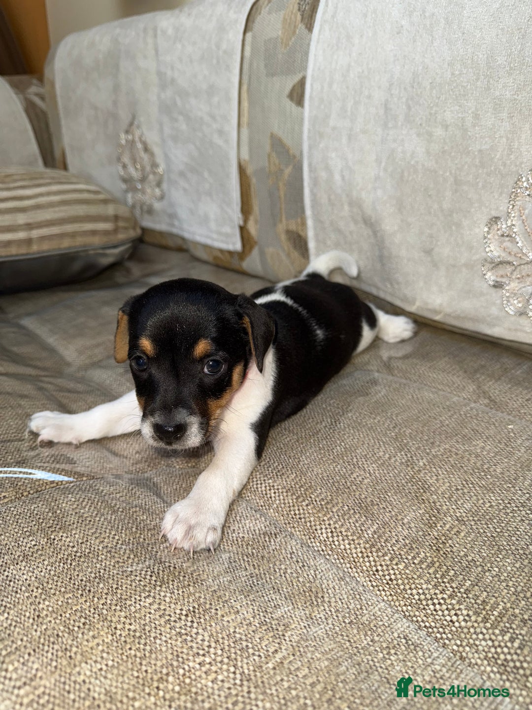 Jack Russell dogs for sale: Short legged jack Russel puppies - Image 8