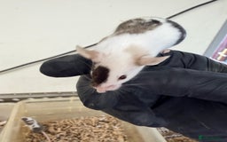 Mouse rodents for sale: Quality baby fancy mice ready for there new homes  - Image 4