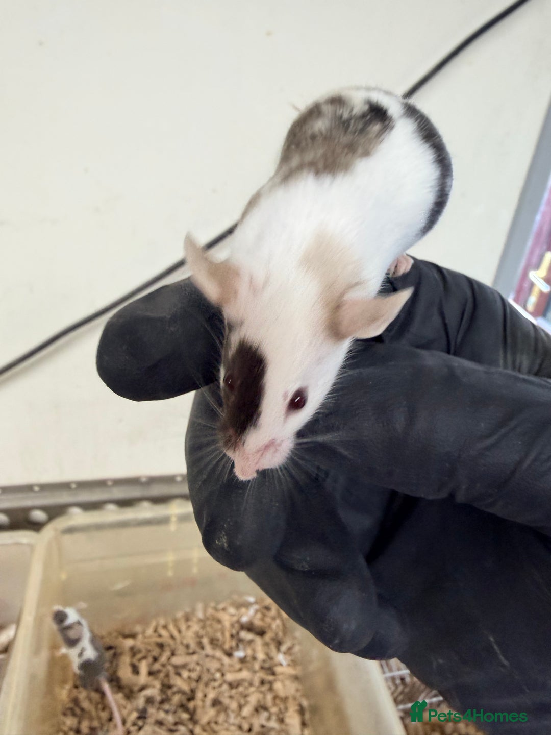 Mouse rodents for sale: Quality baby fancy mice ready for there new homes  - Image 4