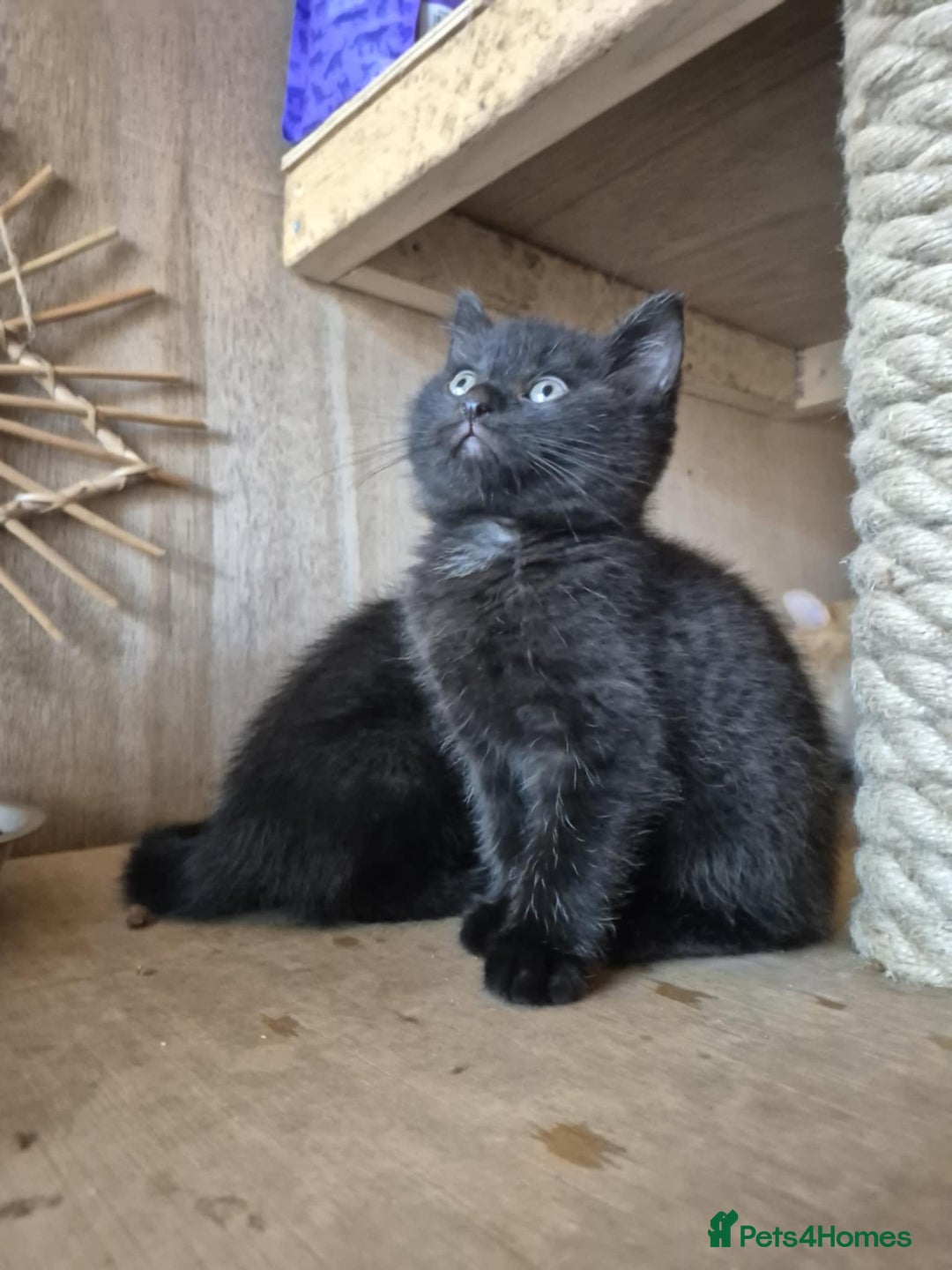 British Shorthair cats for sale: Beautiful male BSHx - Image 1