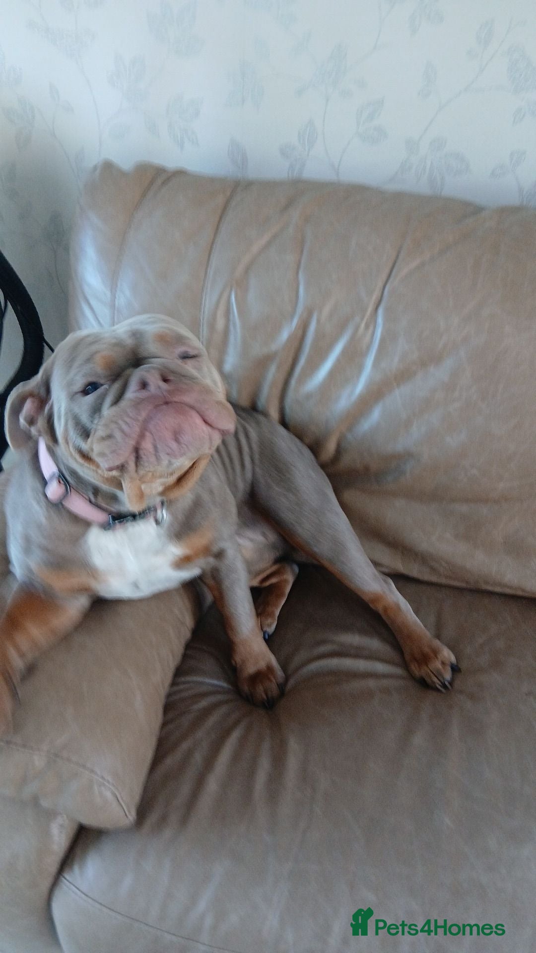 Olde English Bulldogge dogs for sale: 2yrs old female  - Advert 1