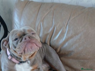 Olde English Bulldogge dogs 2yrs old female - Advert 1