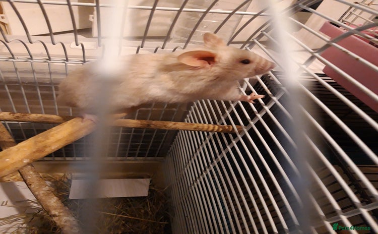 Hamster rodents in Manchester - Advert 1
