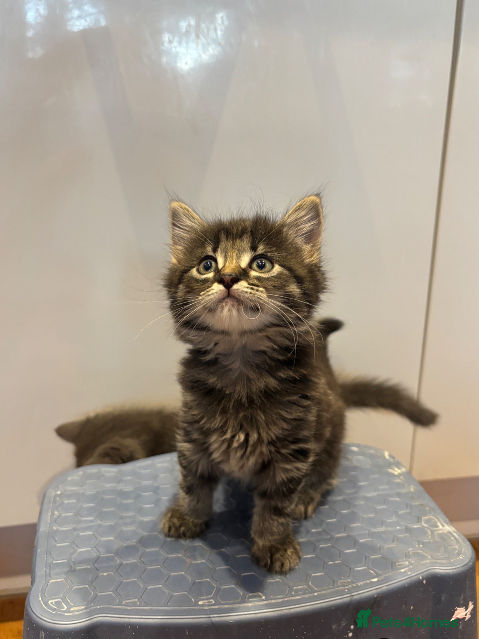 Mixed Breed cats      5 Beautiful Tabby Kittens Looking For Homes - Advert 2