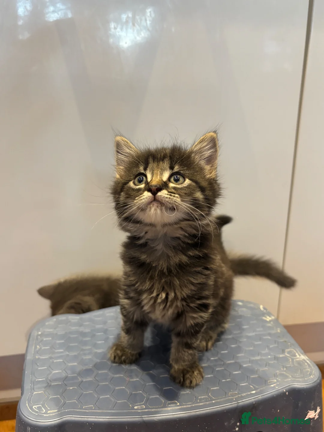 Mixed Breed cats for sale:      5 Beautiful Tabby Kittens Looking For Homes in Morden - Advert 2