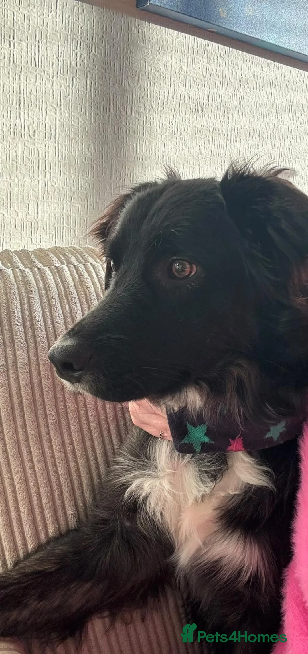 Mixed Breed dogs for sale: 11 month collie x golden retriever  in Campbeltown - Advert 2