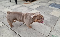 English Bulldog dogs for sale: 3 Year old Beautiful Lilac and Tan Male - Image 10