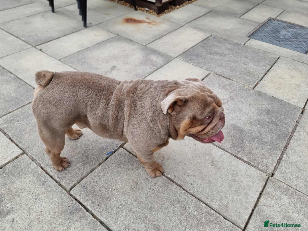 English Bulldog dogs for sale: 3 Year old Beautiful Lilac and Tan Male - Image 10