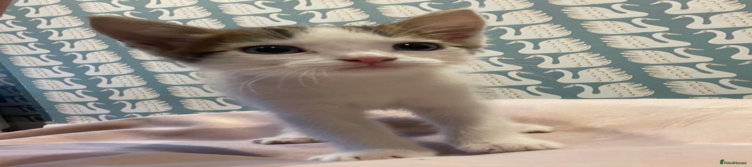 Domestic Shorthair Kitten 2