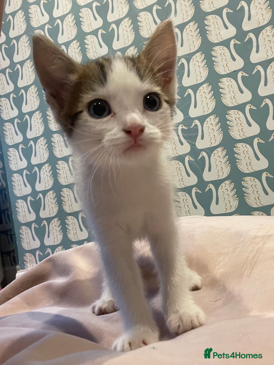 Domestic Shorthair cats for sale: Adorable, Friendly little pickles - Image 3