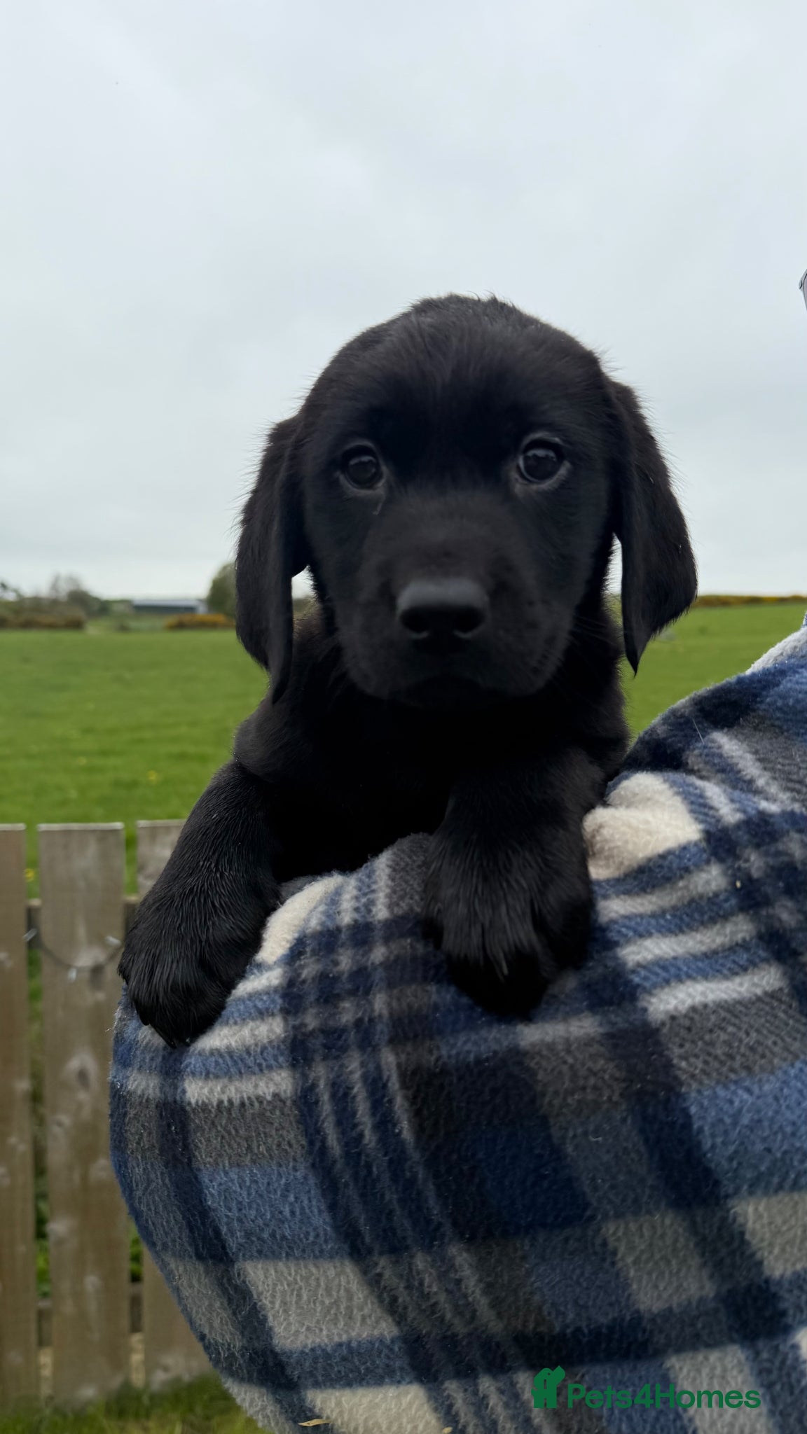 Labrador Retriever dogs for sale: KC registered Black Labrador Puppies - Advert 1