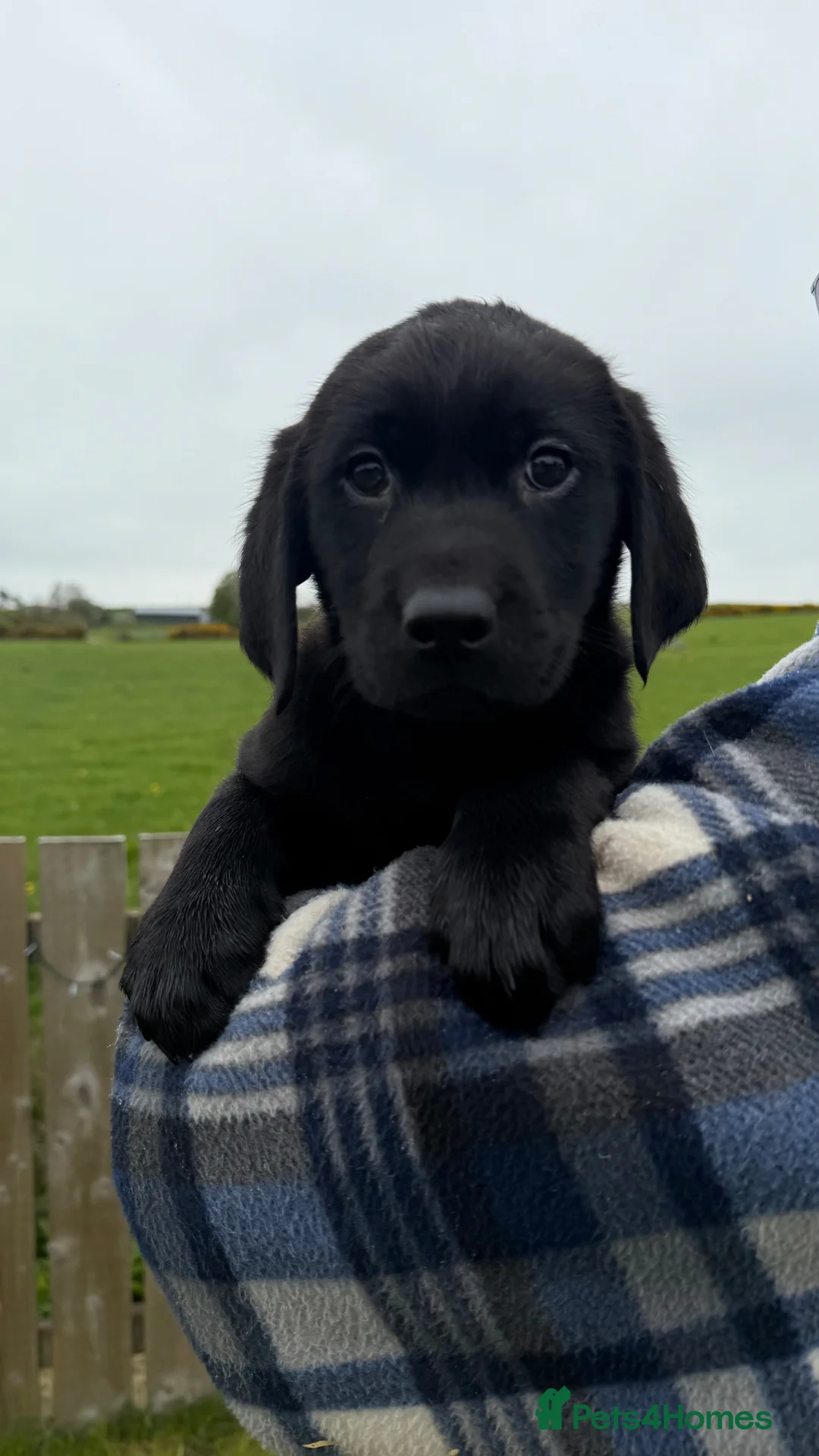 Labrador Retriever dogs for sale: KC registered Black Labrador Puppies - Advert 1