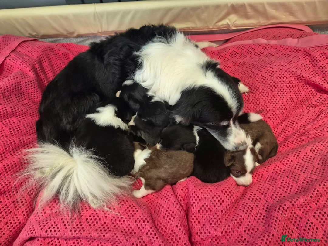 Border Collie dogs for sale: 🐾 Border Collie Puppies Available! ❤️ - Advert 1