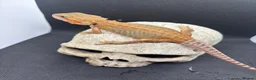Bearded Dragon reptiles for sale: Spectacular baby dragons ready now  - Advert 6