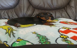 Dachshund dogs for sale: Dachshund puppies - Image 5