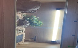 Bearded Dragon reptiles for sale: Bearded Dragon And Setup For Sale - Advert 5