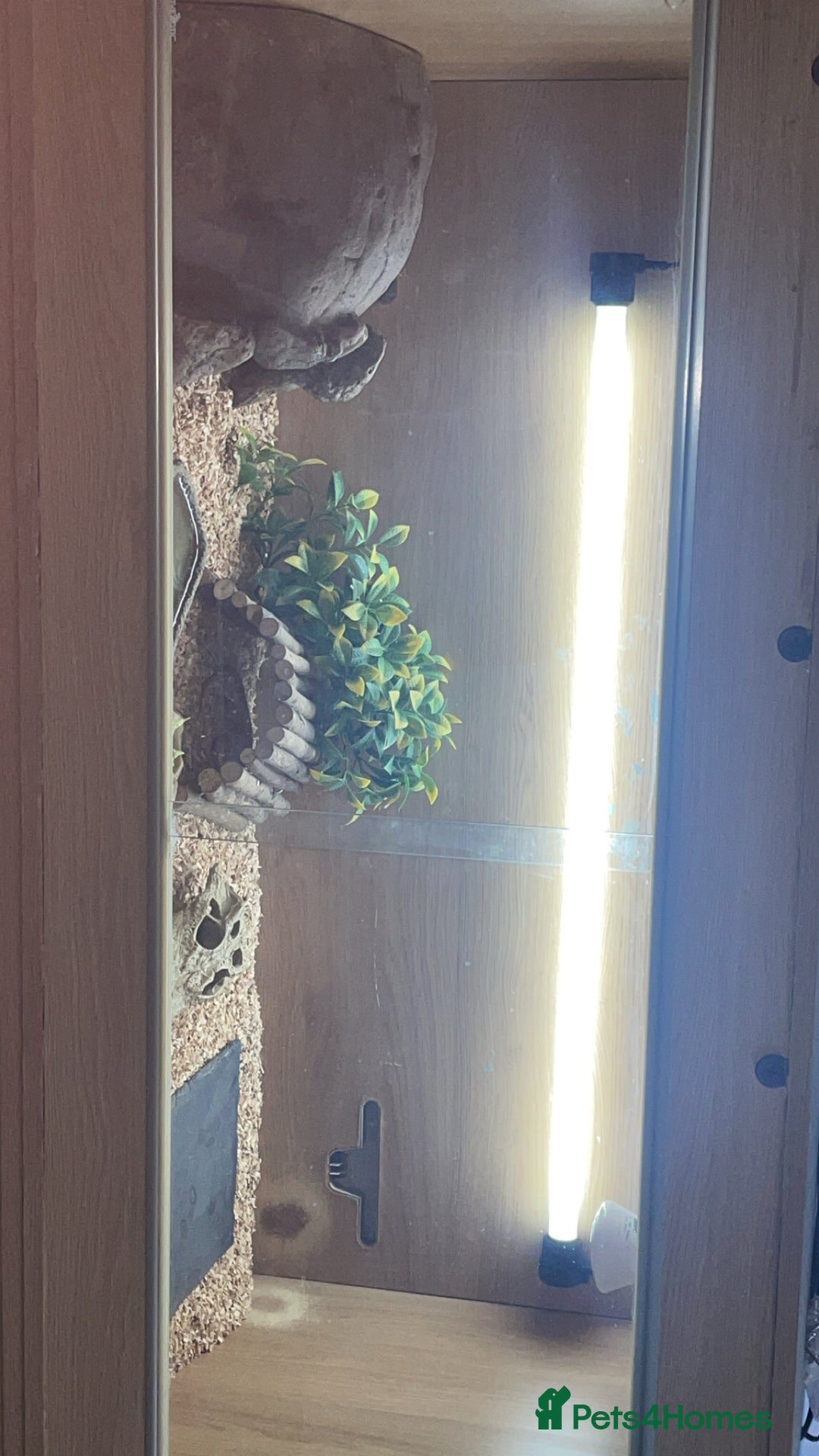 Bearded Dragon reptiles for sale: Bearded Dragon And Setup For Sale - Advert 5